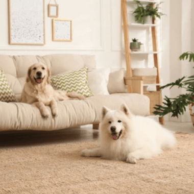 6 Tips to clean dog smell on furniture-Novilla